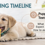 Puppy Teething Timeline: What to Expect & How to Help